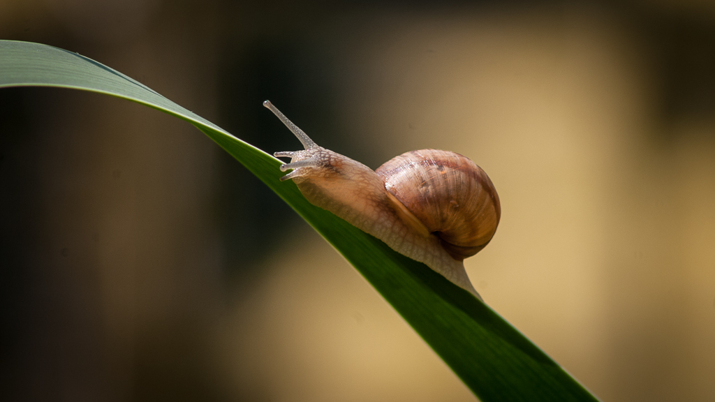 Animal - Schnecke